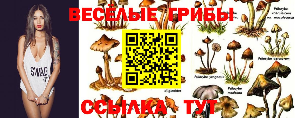 Псилоцибиновые грибы мицелий Бузулук